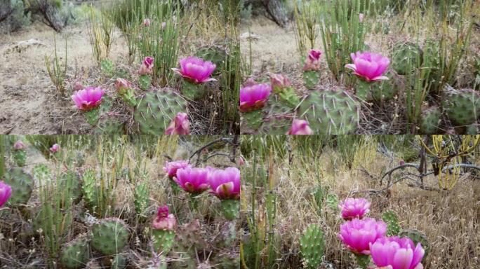 花椒仙人掌在科罗拉多州西部沙漠野生野马马国家4k视频