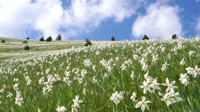斯洛文尼亚绿山中的白色水仙花