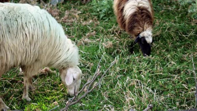 家畜。两只希腊羊在牧场吃绿草。希腊。4K
