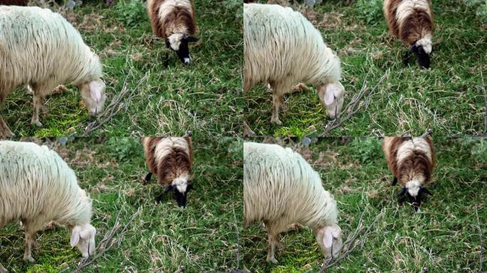 家畜。两只希腊羊在牧场吃绿草。希腊。4K