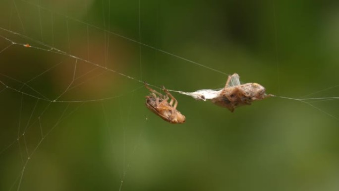 一只蜘蛛紧挨着它的猎物，用丝绸包裹在网上