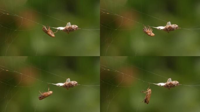 一只蜘蛛紧挨着它的猎物，用丝绸包裹在网上