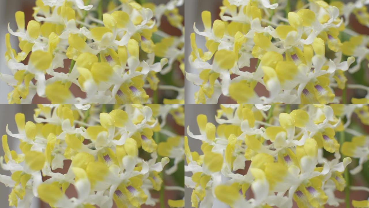 收起一束美丽的黄色兰花花开，花瓣上挂着水露，挂在房子前面。