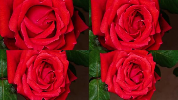 红玫瑰在绿叶背景上开花的延时镜头，4k缩小电影，特写b卷镜头。
