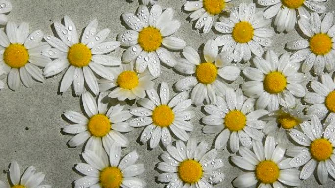喷洒甘菊花，在夏日浇水白色雏菊花，水面，俯视图