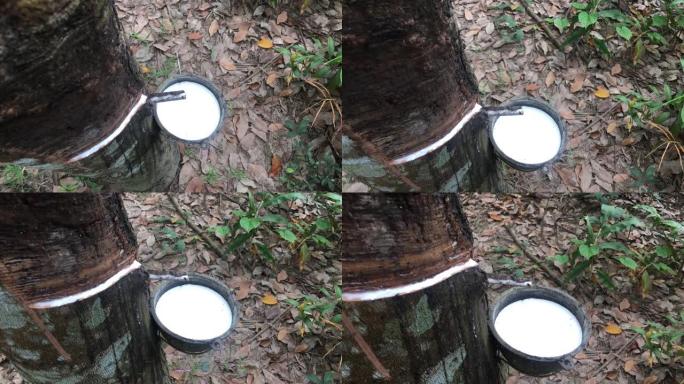橡胶树和装有乳胶的碗。从天然橡胶的橡胶树来源中提取的乳胶
