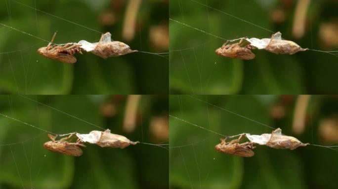 蜘蛛用丝绸包裹猎物