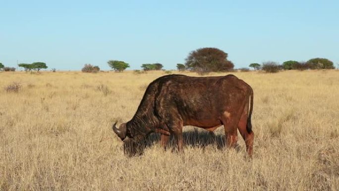 南非莫卡拉国家公园非洲水牛 (Syncerus caffer) 放牧