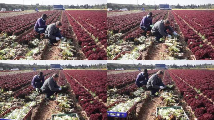 园丁采摘红色生菜的收获