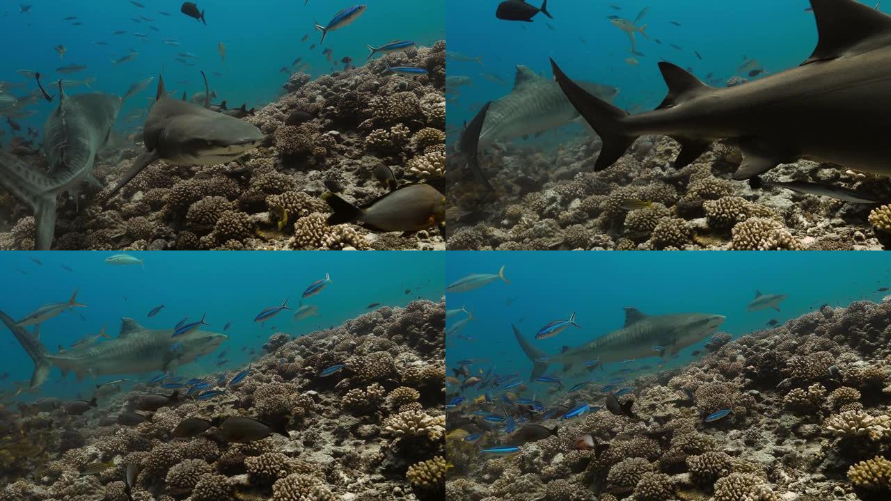 太平洋上的老虎和柠檬鲨。水下生活，鲨鱼在鱼和珊瑚礁附近游泳。在清澈的水中潜水。