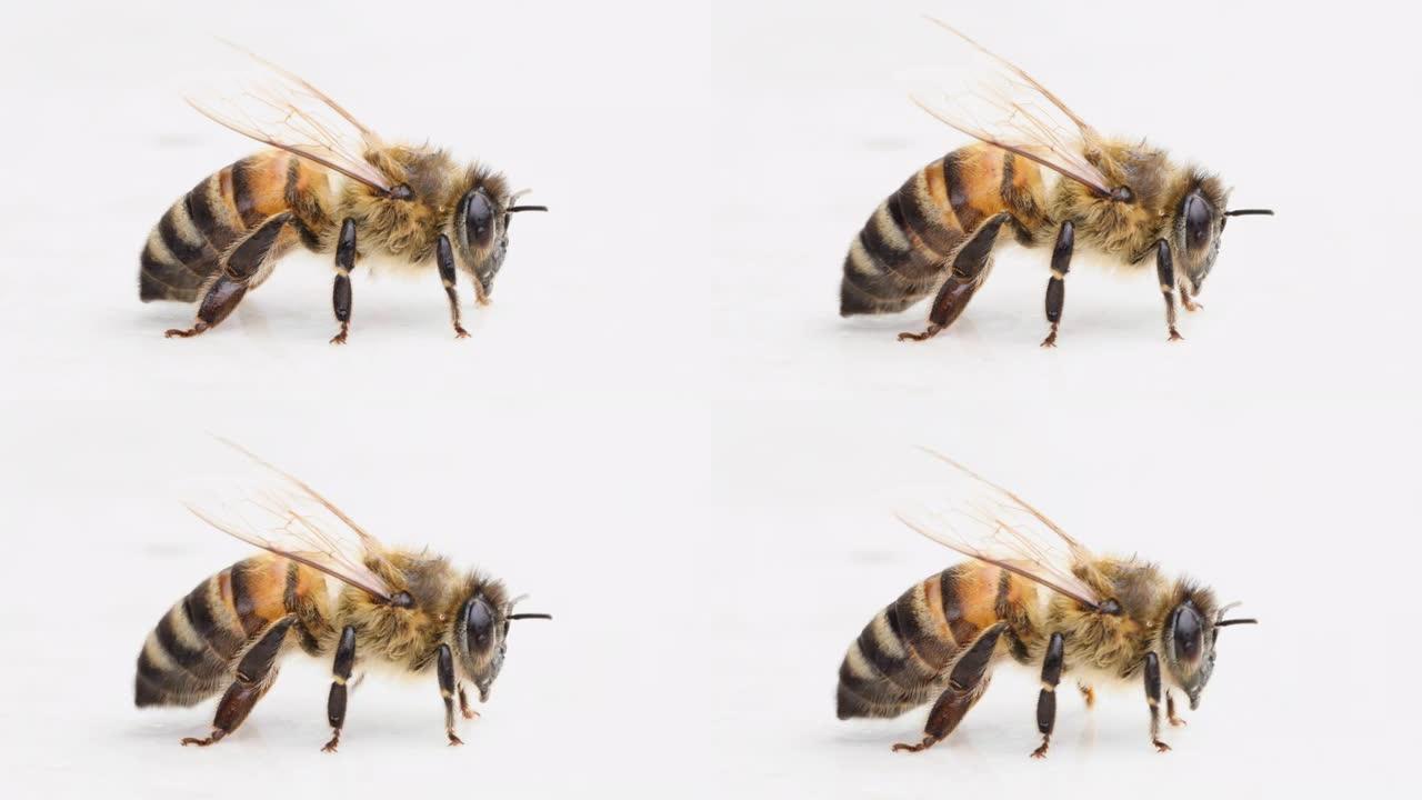 白色背景上的蜜蜂特写。