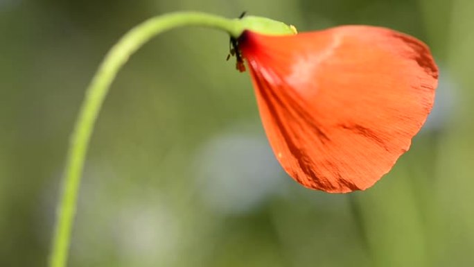 罂粟花在风中吹散的最后一片花瓣