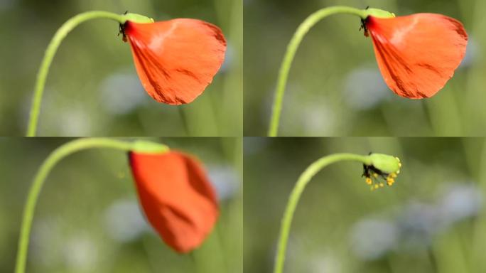 罂粟花在风中吹散的最后一片花瓣