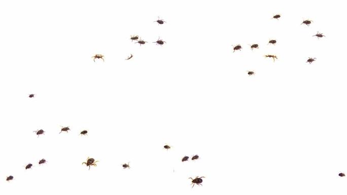 一群硬蜱正以混沌的路径移动，从一侧爬行到另一侧