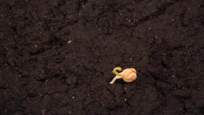 种子一半在地面上生长的豆子延时