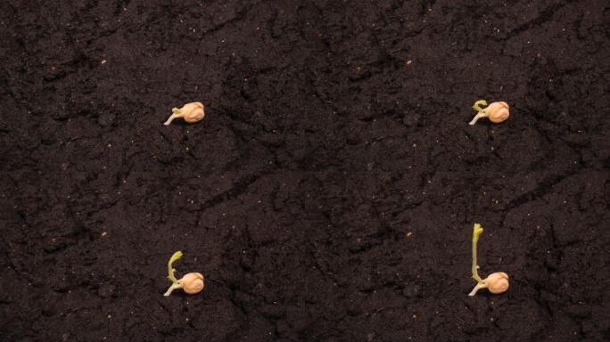 种子一半在地面上生长的豆子延时