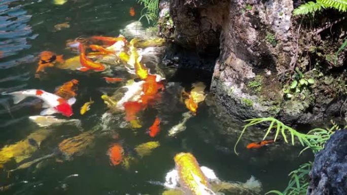 锦鲤池塘鱼塘美景水族馆池塘景色