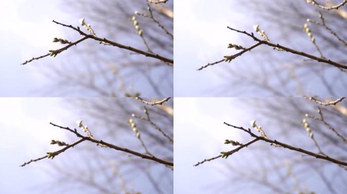 白桦树上的芽映衬着蓝天，背景，复制空间，自然
