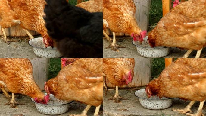 许多母鸡从金属碗中啄食，有机养殖