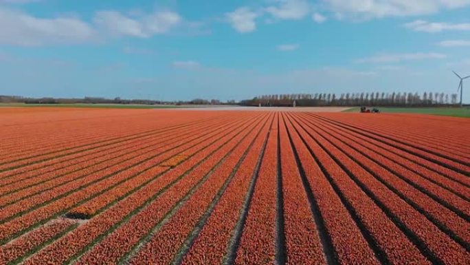 美丽的充满活力的红色郁金香田地洒水，在荷兰大规模种植郁金香，Goeree-Overflakkee