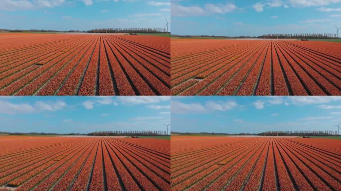 美丽的充满活力的红色郁金香田地洒水，在荷兰大规模种植郁金香，Goeree-Overflakkee