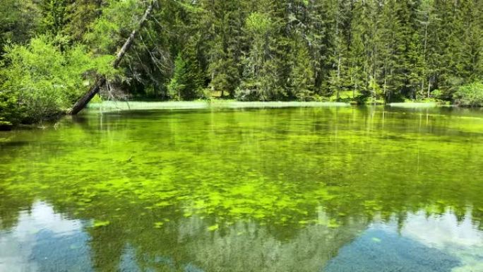 奥地利绿色湖奥地利绿色湖森林湖水绿水青山