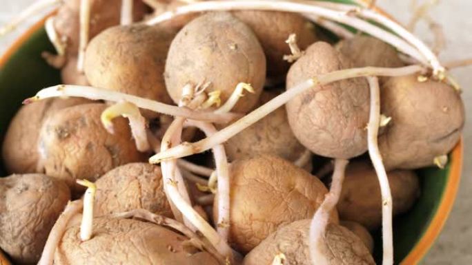 带有根的豆芽块茎的老土豆