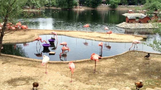 湖上的粉红色火烈鸟群