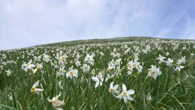 斯洛文尼亚绿山中的白色水仙花