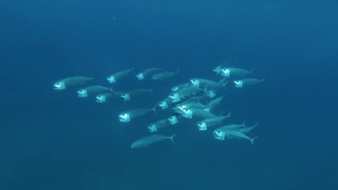 慢动作，鲭鱼在蓝色的水中游泳。印度鲭鱼 (Rastrelliger kanagurta) 埃及红海