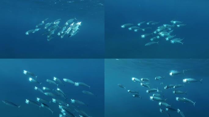 慢动作，鲭鱼在蓝色的水中游泳。印度鲭鱼 (Rastrelliger kanagurta) 埃及红海