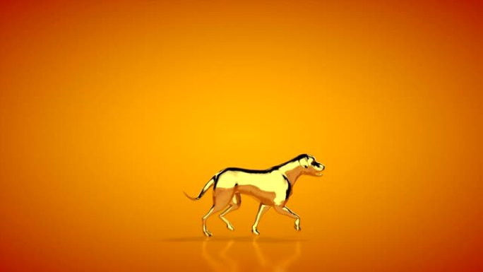金毛猎犬行走，无缝循环，橙色工作室