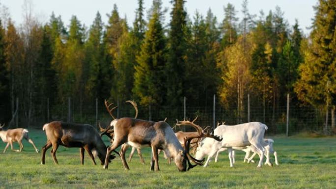 在芬兰拉普兰的绿地上放牧的驯鹿群。