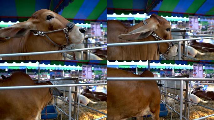 笼中的婆罗门牛