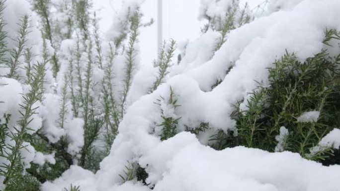 迷迭香植物上的雪