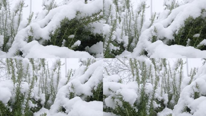 迷迭香植物上的雪