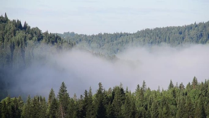 浓雾覆盖着厚厚的针叶林