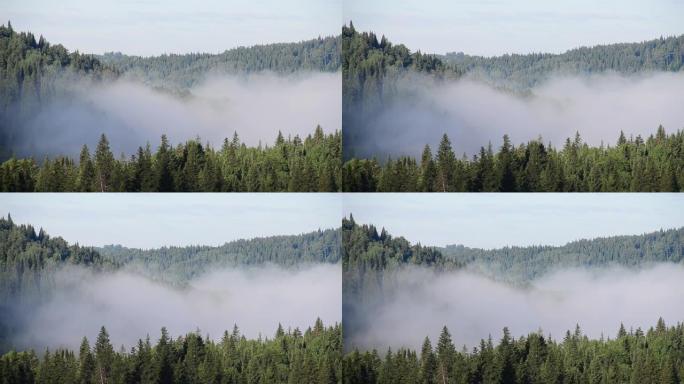 浓雾覆盖着厚厚的针叶林