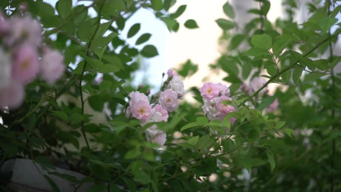 蔷薇花 春 绿植 初夏 盛开