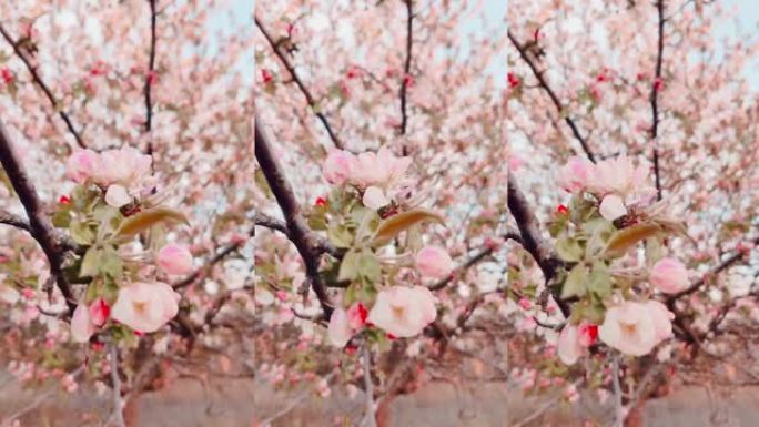 春天苹果树的白色和粉红色花朵，垂直视频