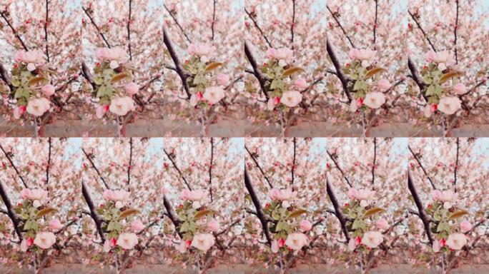 春天苹果树的白色和粉红色花朵，垂直视频