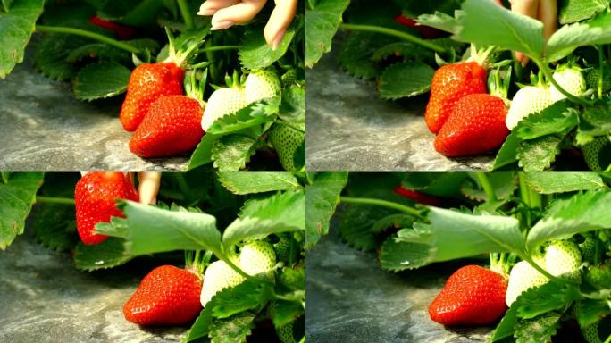 在温室里采摘一茬大草莓