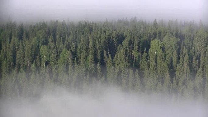 浓雾覆盖着厚厚的针叶林。
