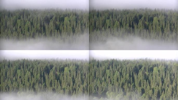 浓雾覆盖着厚厚的针叶林。