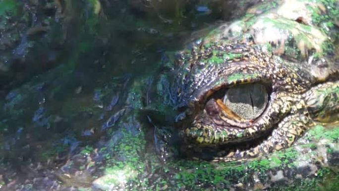 动物野生动物视频特写镜头在肮脏的池塘或沼泽中睡觉的鳄鱼的眼睛特写镜头在苹果Proress 422(H