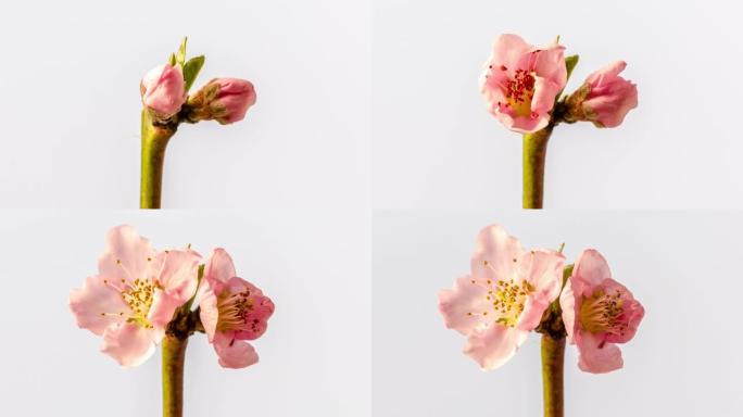 桃花以horisontal格式旋转开花延时4k视频。春天的樱桃花视频。