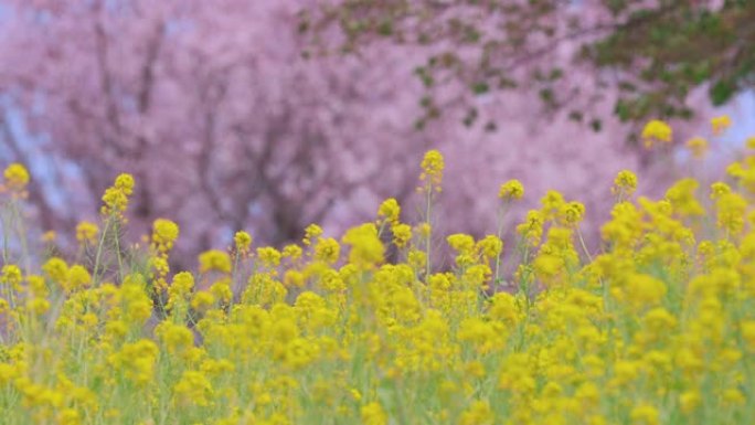 油菜花和樱花在风中摇曳