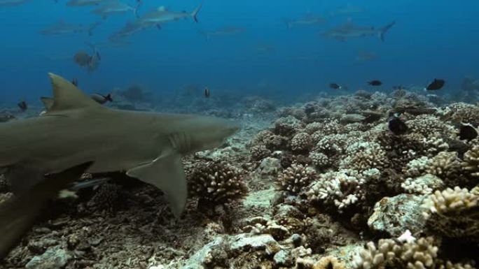 太平洋上的柠檬鲨和热带鱼。水下生活，鲨鱼在珊瑚礁附近游泳。在清澈的水中潜水。