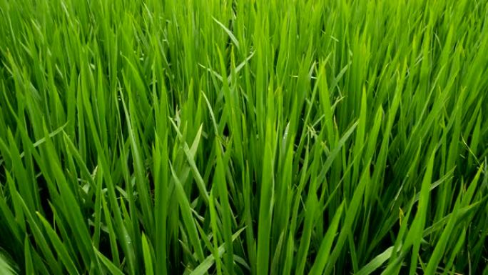 接近水稻播种三农村农业乡村振兴农田种植