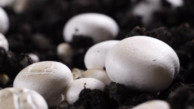 蘑菇生长的时光倒流，新鲜的新香菇从地面发芽。